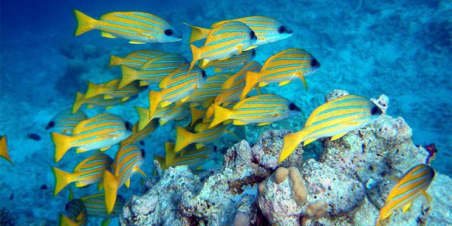 Exclusive trip d ambre bernaches coin mire (13)